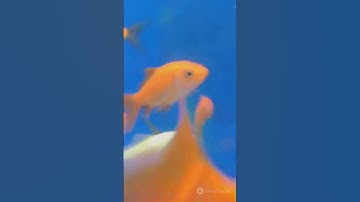 Do Goldfish Really Have a 3 Second Memory.?