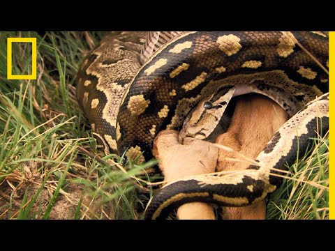 Vidéo: Que mangent les pythons réticulés ?