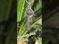 Labradorite Point Crystal Gemstone Pendant with Beautiful Flash