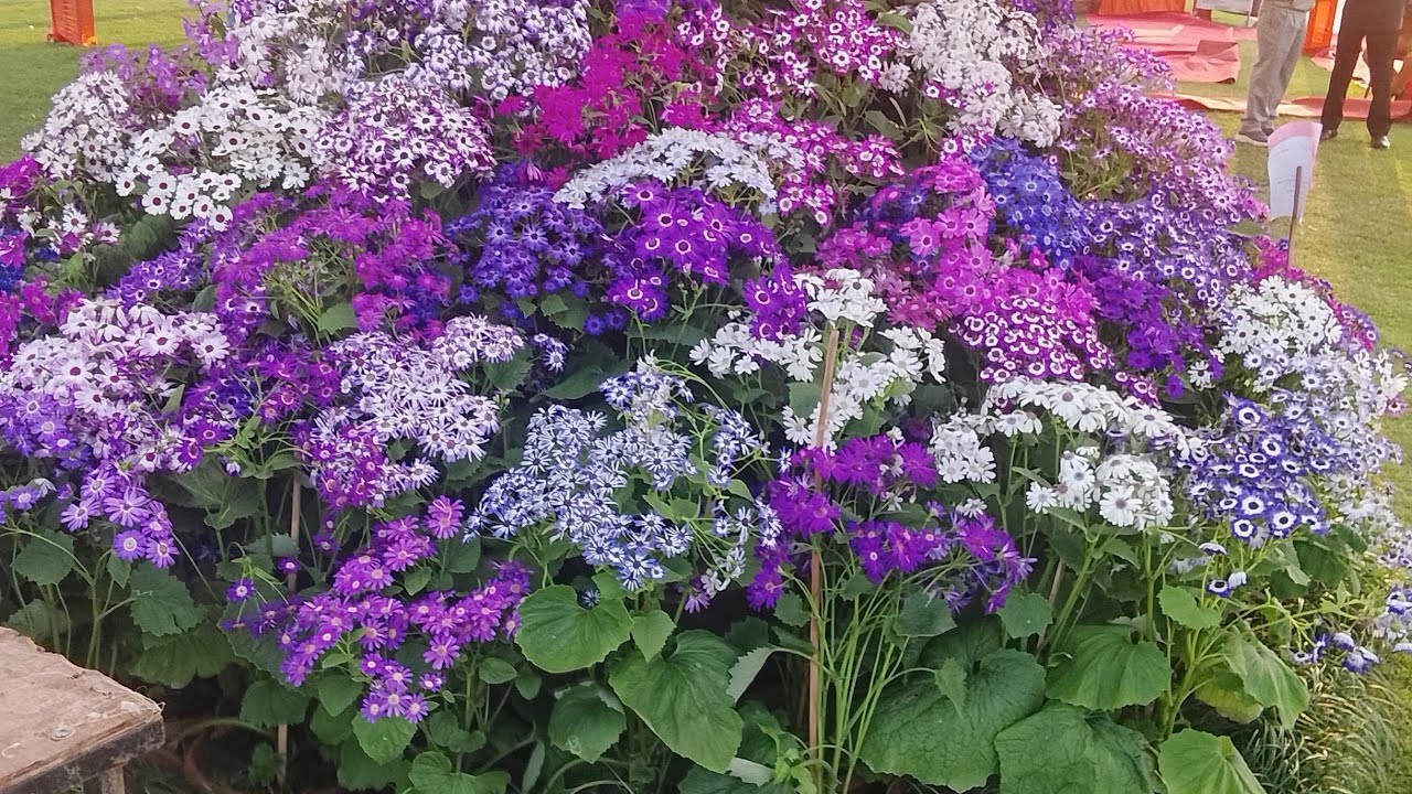 #100 how beautiful sight of the Park 