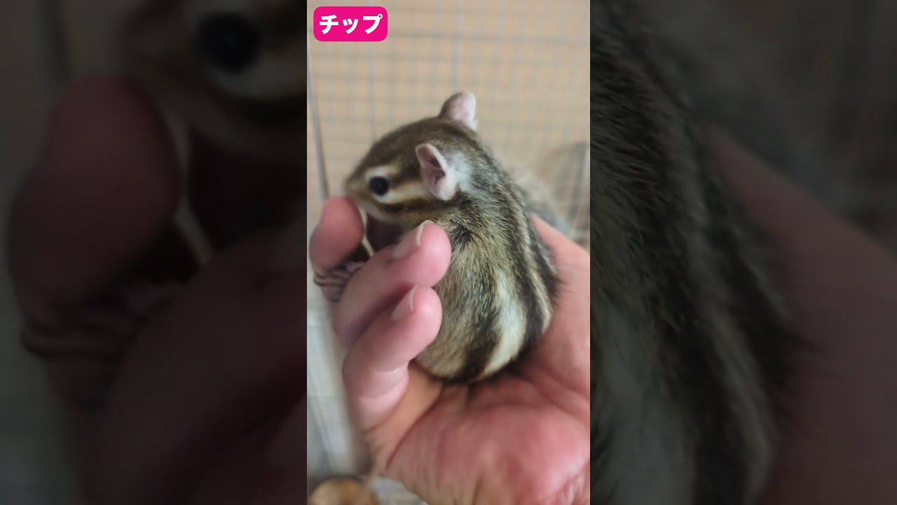 シマリスを持ち比べしてみた #シマリス