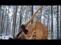 Валка дерева топором. Gransfors Scandinavian Forest Axe.