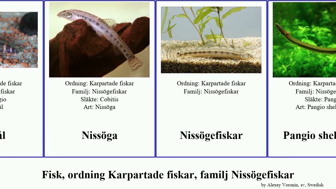 Fisk, ordning Karpartade fiskar, familj Nissögefiskar fish Jesse choirorhynchos Slampiskare Satya