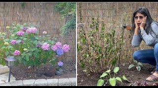 What's Wrong With My Bigleaf Hydrangea | Let's Examine, Get Answers and Fix It