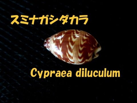 スミナガシダカラ 貝類動画図鑑 Palmadusta diluculum  Cypraea diluculum