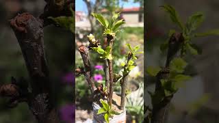 Kalem aşı uygulaması #doğa #bahçe #tarla #tarım #agriculture