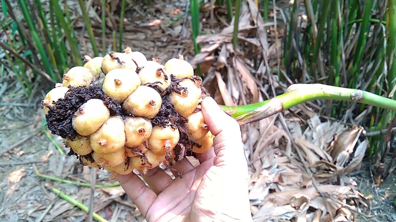 Cara Tanam Bunga Kantan Dalam Pasu