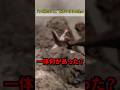 【パンチくん大丈夫?】理不尽な暴力には理由があった…#がんばれパンチ #パンチくん #市川市動植物園 #punch