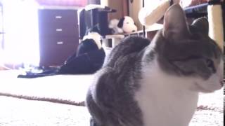 Allantran0, Cat Napping In My Jeans