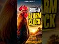 Nature's First Alarm Clock 🐓⏰ #facts #shorts