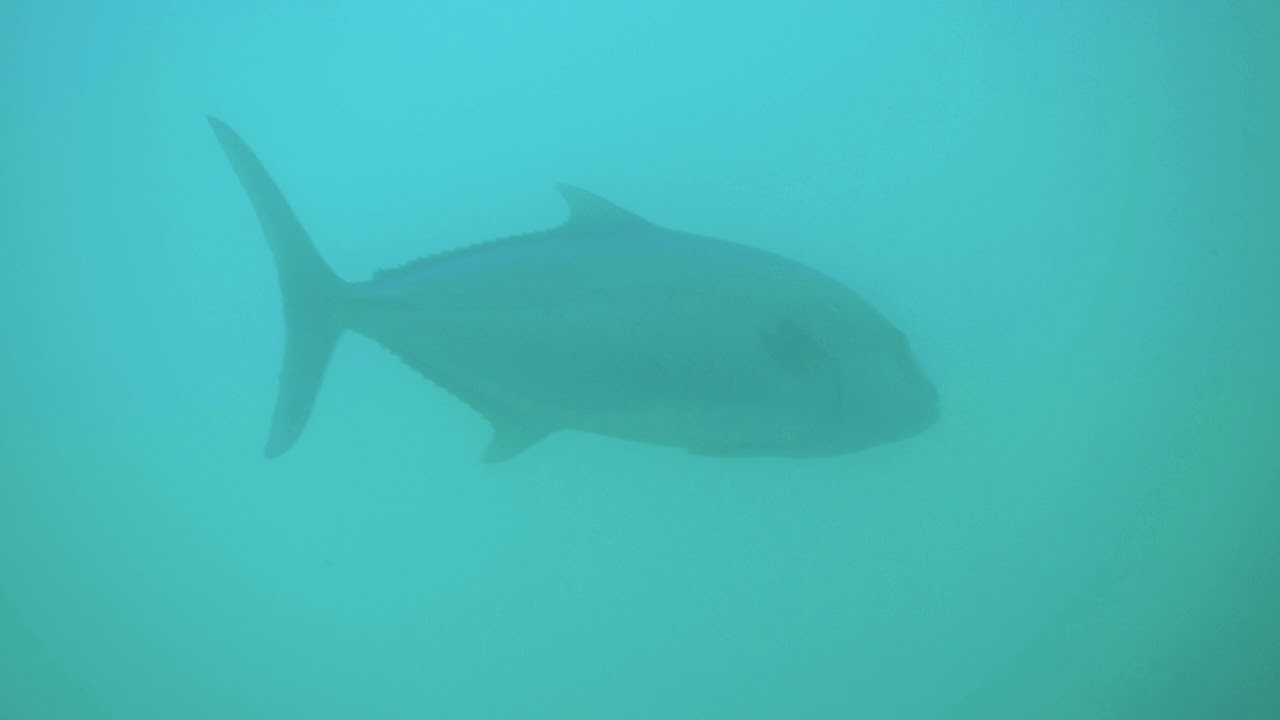 Big samsonfish lurkin around ammo jetty!!