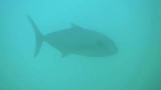 Big samsonfish lurkin around ammo jetty!!