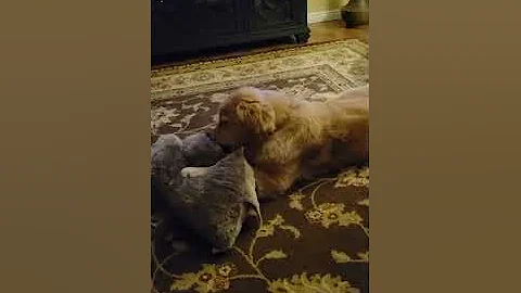 Tucker playing with his pet pillow 3-13-23  norths...