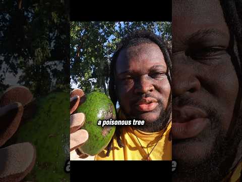 Poisonous Avocados 🥑