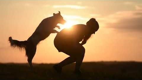 * YOU - { FULL DOG MEP }