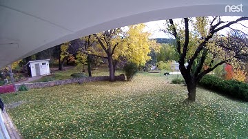 Time lapse of Leaves Falling