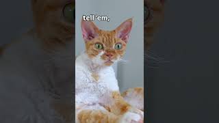 Friday the 13th… According to the Cats 😼 #shorts