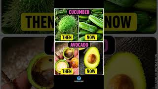 How Modern Fruit Lost Nutrition