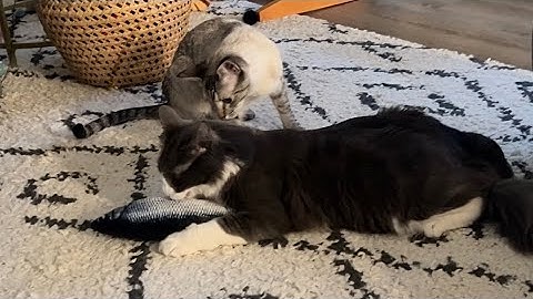 This flopping fish toy keeps my cats entertained! Review and demo!