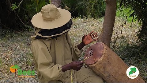 Siting My Log Hive To Attract Bees