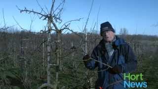 Fruit Tree Pruning Episode 1