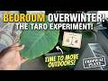 Overwintering Taro in the UK | From Bedroom to Allotment: Moving My Tropical Cocoyam Outdoors!