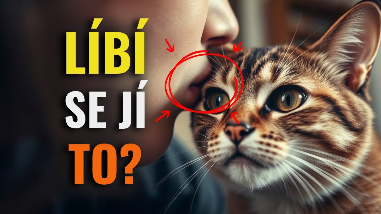 Jak kočky vnímají objetí a polibky doopravdy