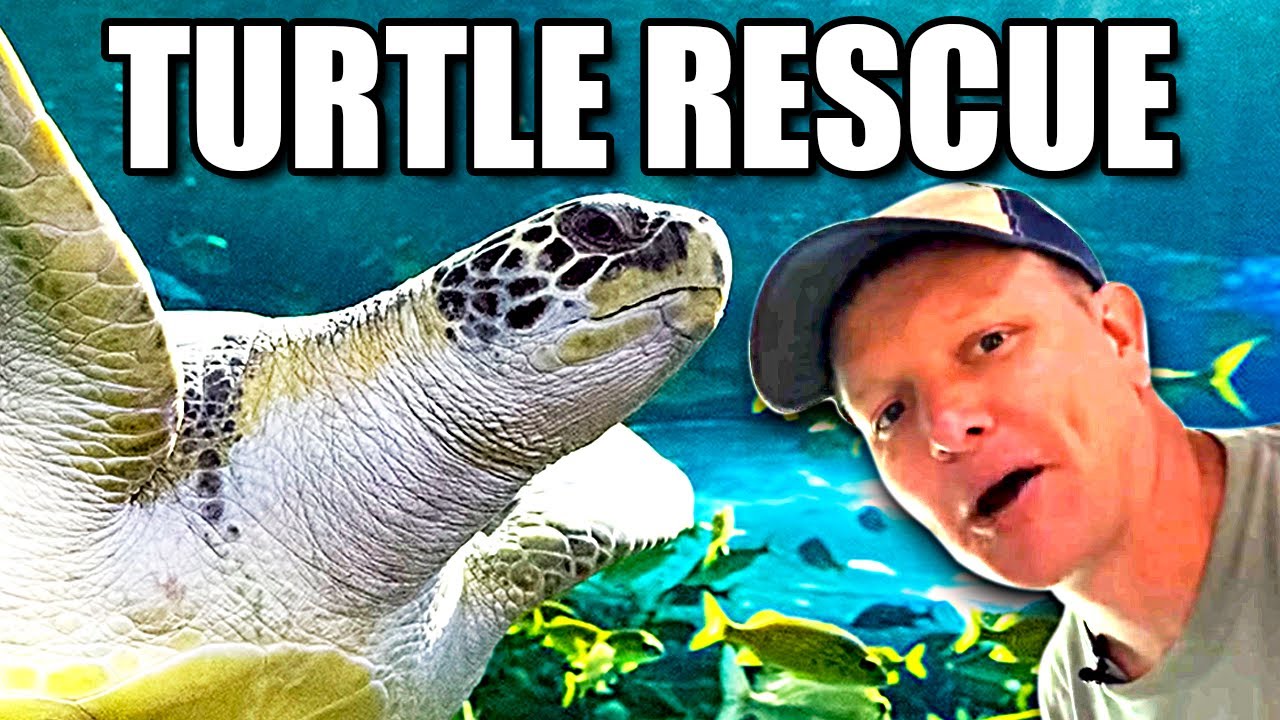 Everything about Sea Turtles  - Smarter Every Day 239