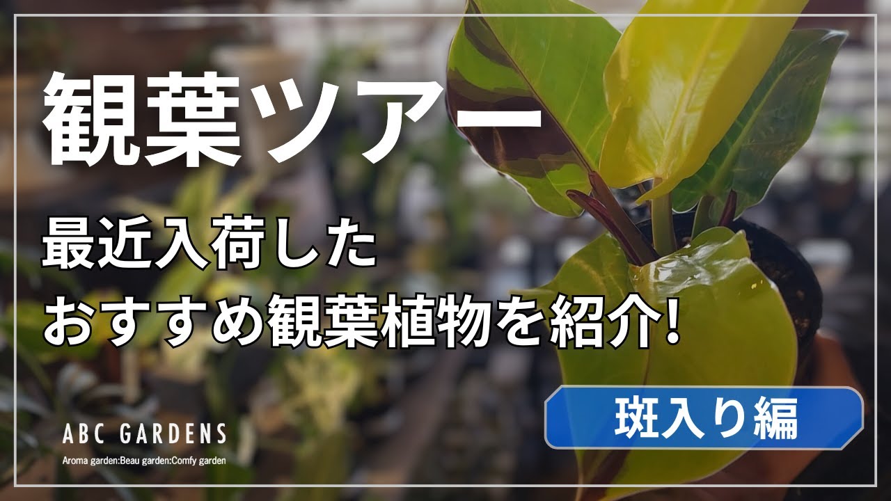 観葉ツアー】【最近入荷した中でのおすすめ観葉植物紹介します～斑入り