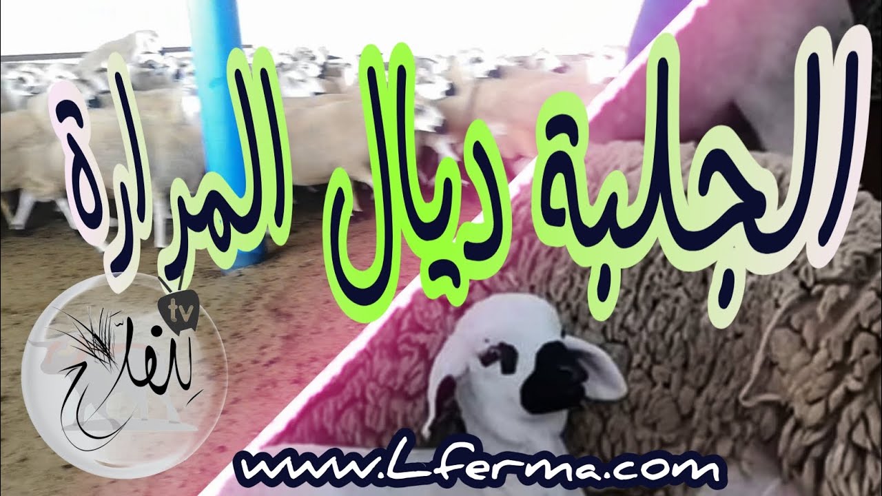الجلبة ديال المرارة عند الغنم نصائح و إرشادات علمية