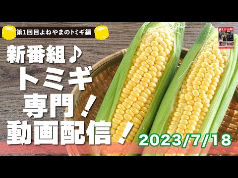 【7/18ライブ】トミギ専門チャンネル♪日本初かな！？テントで売ってるとうもろこしを熱く語る新番組！夏季限定スペシャル特番！