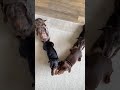 #LOVE this trend ❤️ via @the_daxie_troublevia TikTOk #MichaelBuble #FanRepost