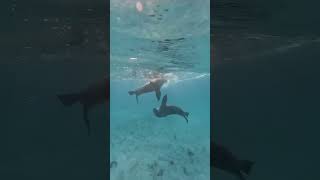 The sea lion of Jurien Bay, WA 😍