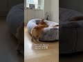 Short leg problems 😅 #corgi #funnyanimal #dogs #funnydog