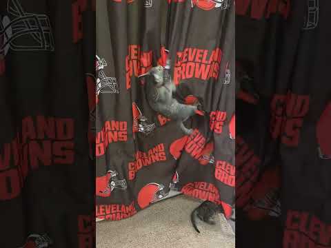 These kittens are crazy!