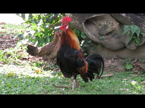 'Cock-a-Doo...do!' Wild Rooster