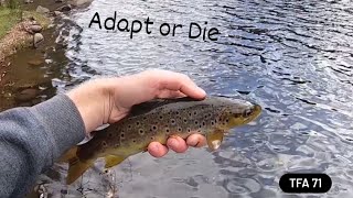 The Future of Trout(?) | Leven River | TFA #71