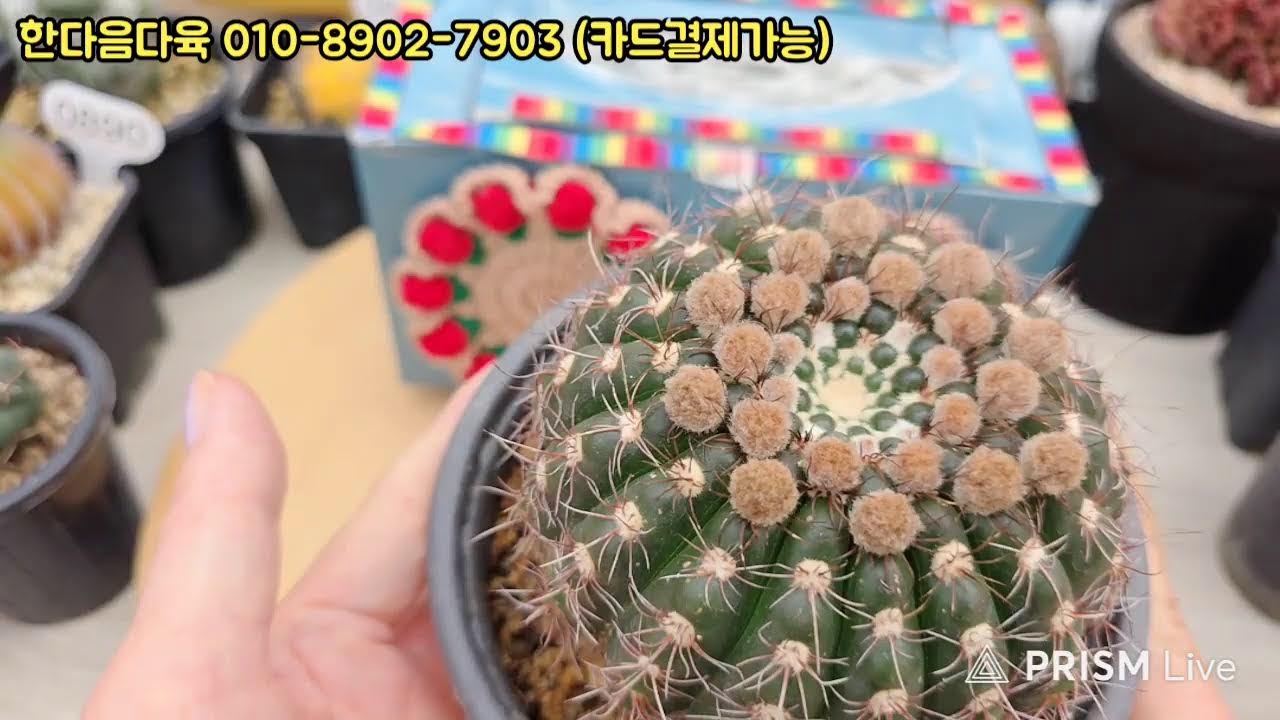 한마음다육 라이브 방송