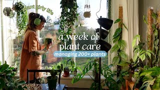 a ✨realistic✨ week of plant chores | troubleshooting plant problems, fertilizing, & potting mix!