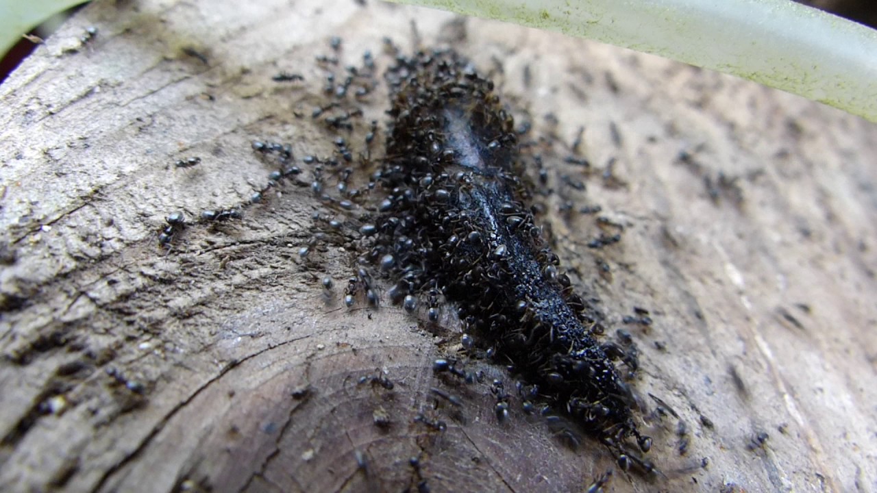 Ants eating a Slug Whole - YouTube