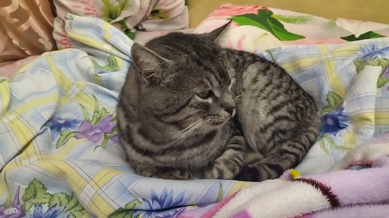 Cat Participates in Cooking💛