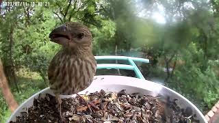 Secrets of Bird Watching: Unveiling Nature's Hidden Gems
