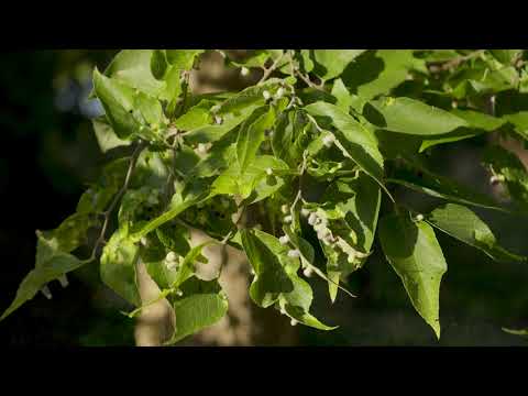 Video: Sugar Hackberry Facts - Shakar Hackberry Fruit etishtirish haqida ma'lumot