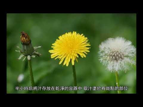 蒲公英根可以吃嗎 功效作用有五點