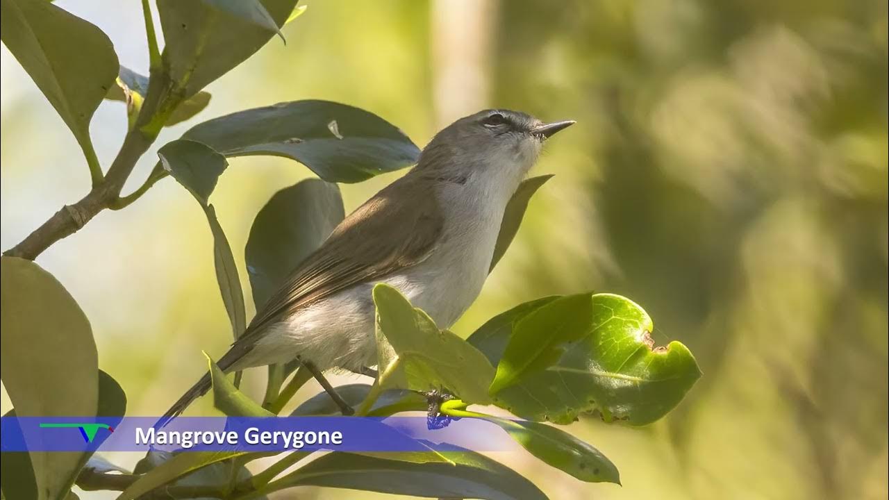Coombabah Reserve Mangrove Boardwalk YouTube