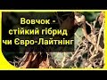 Вовчок (ЗАРАЗІХА) на полі - краще стійкий гібрид чи Євро-Лайтнінг?