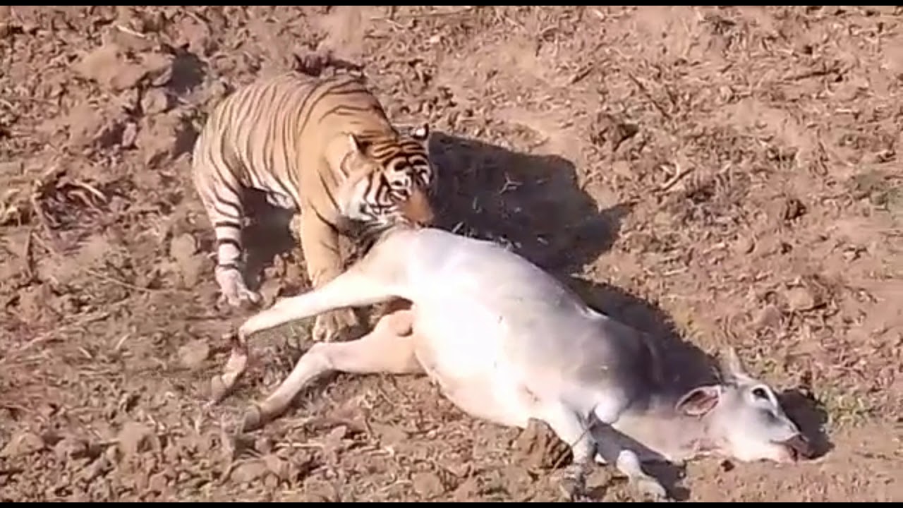 Tiger eating cow kill at Ranthambore National Park How a tiger eating ? Tiger eating his kill