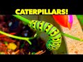Caterpillars in Sun's Garden, butterflies, hummingbirds, mourning doves
