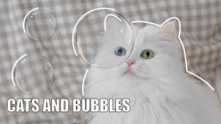 CATS' 1st REACTION TO BUBBLES 🫧 bubble popped on Mia's head, cute meows, exercise wheel running screenshot 3