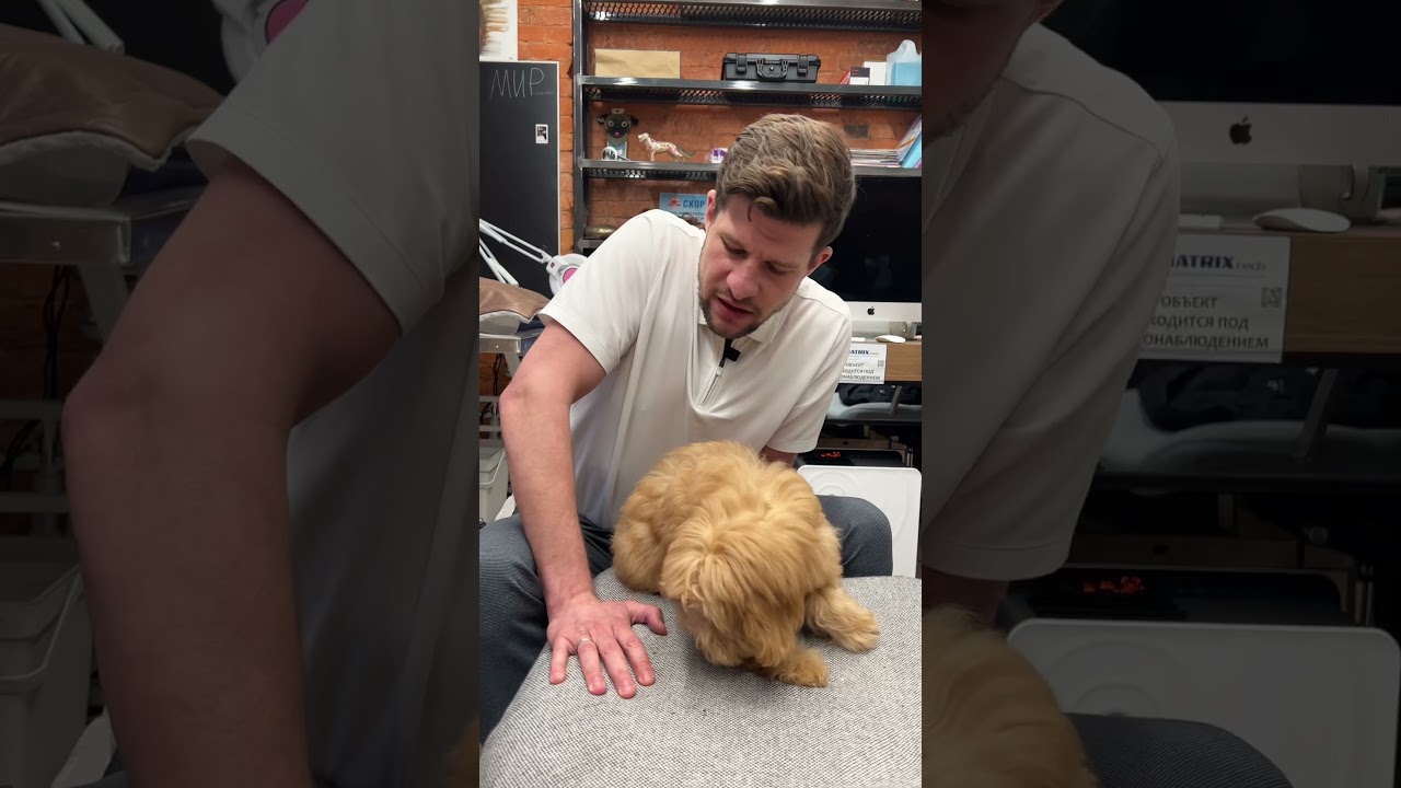 Переломы лап у питомцев, что нужно знать? #dog #puppy